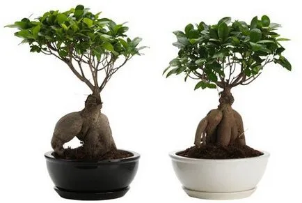 Как да изберем гърне за Ficus в зависимост от вида и размера на предприятието