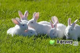 Как да се засадят зайци към друг заек