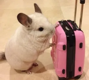 Cum de a transporta o chinchilla