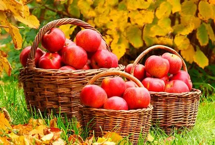 Как да получите голяма реколта от ябълки с всяка ябълка