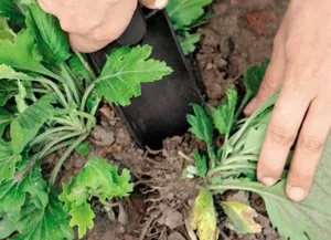 Cum să planteze și să aibă grijă de crizantema coreene în grădină