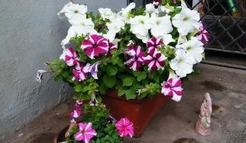 Cum să crească din semințe și butași de petunia pe balcon