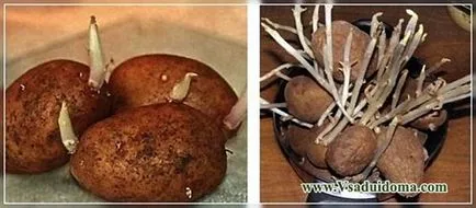 Cum se păstrează cartofi de sămânță, site-ul de grădină, cabana și plante de apartament