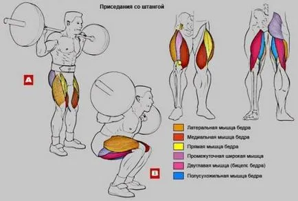 Hogyan zömök helyesen, ami izomnövekedésnek, blog Andrew Minaev