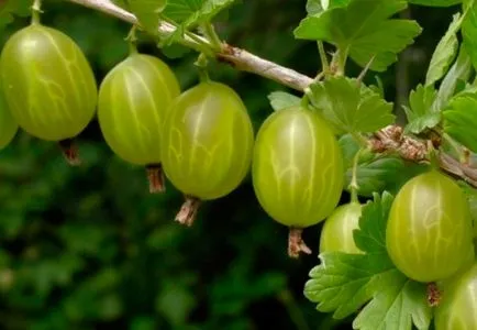 Főzni egy házi készítésű bort egres adalékanyagok nélkül