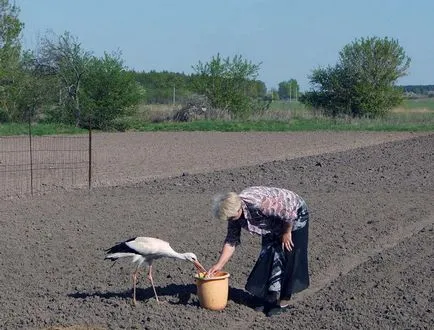 Cum de a îmblânzi Stork