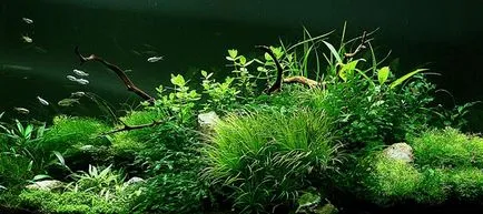 Cum să rasa plante de acvariu