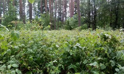 Cum de a face cache-ul sau cache-ul în pădure cu mâinile lor