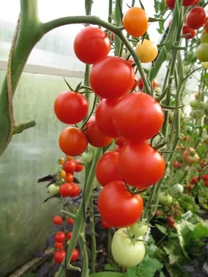 Cum de a salva tomate materialul vegetal hibrid în timpul iernii