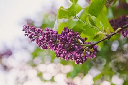 Ca liliac ajută cu dureri de cap