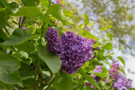 Ca liliac ajută cu dureri de cap