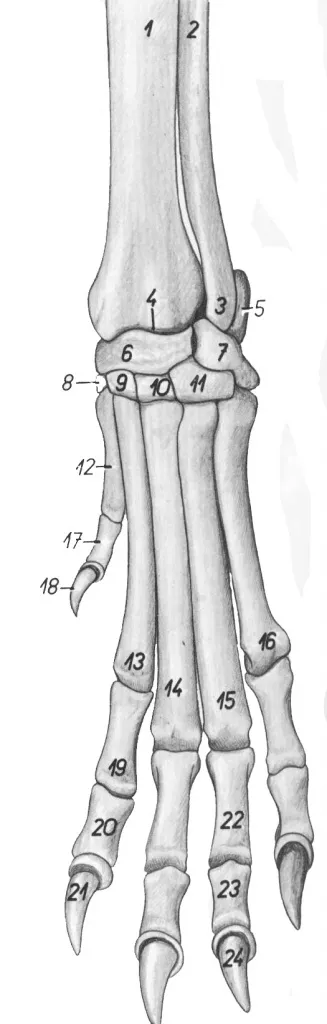 Скелетът на ставата на китката и глезени кост кучето