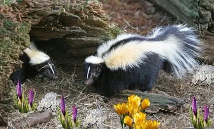 Skunk fotografie și descrierea animalului