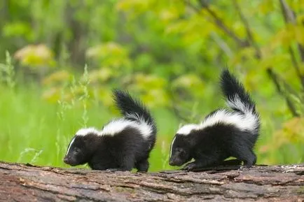 Skunk fotografie și descrierea animalului