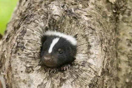 Skunk fotó és leírás az állat