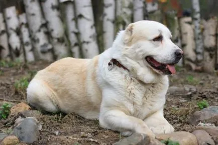 Колко е за кученца алабай цени на туркменски овчарка