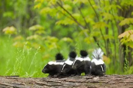 Skunk fotografie și descrierea animalului