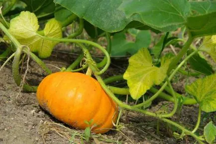 Squash (tök) - a legfinomabb sütőtök növekvő