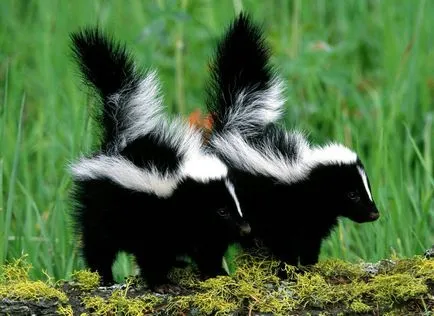 Skunk снимка и описание на животното