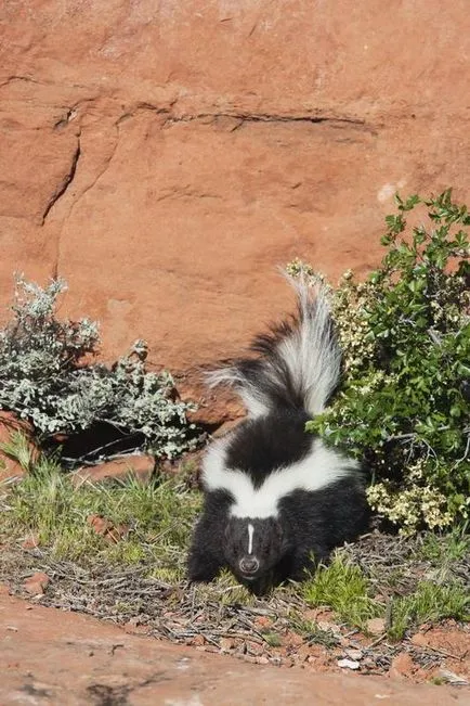 Skunk fotó és leírás az állat