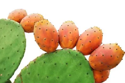 Kaktusz otthon ápolási és transzplantációs kaktuszok