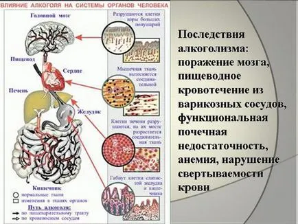 Как да се намали влиянието на алкохол и да се намали въздействието върху тялото