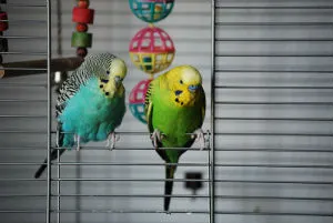 Cum de a alege și de îngrijire pentru budgies, decât să-i hrănească