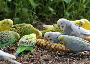 Cum de a alege și de îngrijire pentru budgies, decât să-i hrănească