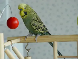 Cum de a alege și de îngrijire pentru budgies, decât să-i hrănească