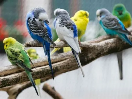 Cum de a alege și de îngrijire pentru budgies, decât să-i hrănească