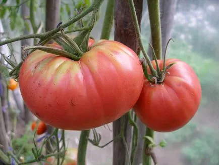 Cum de a selecta cele mai bune soiuri de tomate