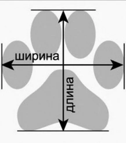 Как да изберем безопасни обувки за кучета