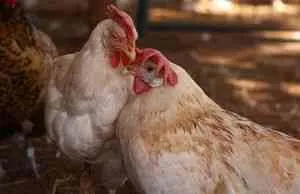 Как присъствието на петел на пилета снасяне на яйца - отглеждане на домашни птици -ако () - endif - каталог
