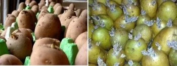 Как да съхранявате посадъчен материал от картофи