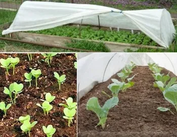 Как да расте разсад от зеле в оранжерия