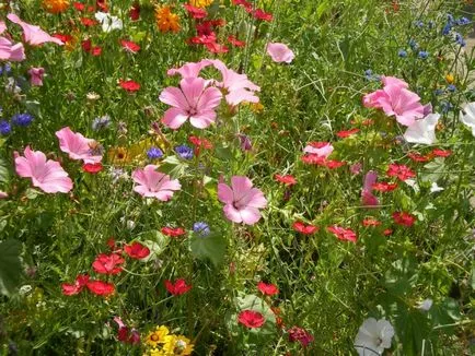 Hogyan növekszik a Globe - globe-flower titkai ellátás és termesztés - gyümölcs és zöldség kert