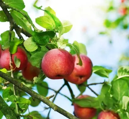 Hogyan kell tárolni alma télen a pincében, a föld, otthon
