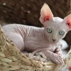 Sphynx снимка, цена, цвят на кожата, видео, характер, koshkomir