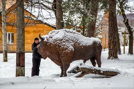 Cum sunt bizoni in apropiere de Moscova