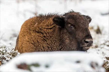 Cum sunt bizoni in apropiere de Moscova