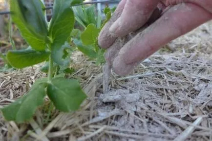 Potash sensul lor si tipuri de aplicatii, manual de utilizare, este nevoie de clorură de interior