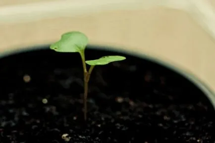 răsaduri de varză în Siberia când a planta, soiuri, cultivarea