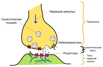 sinapsogeneza clasificare