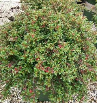 Cotoneaster хоризонтална засаждане и грижи