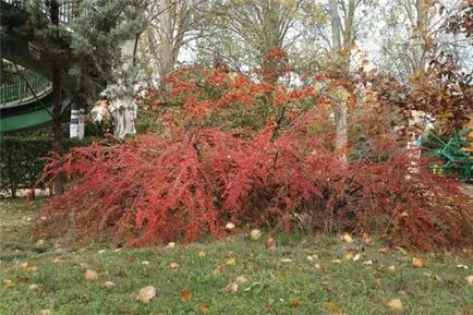 Kizilnpik plantare orizontală, de îngrijire, de reproducție, fotografii