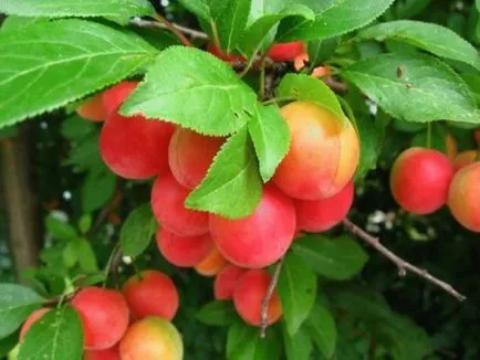 prune soiuri populare din China, inclusiv apariția timpurie și superior, în special de plantare și îngrijire
