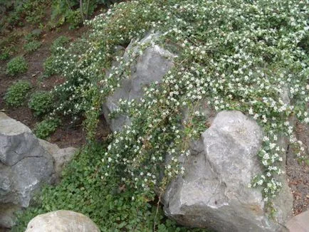 Cotoneaster reguli de bază orizontale de plantare și îngrijire