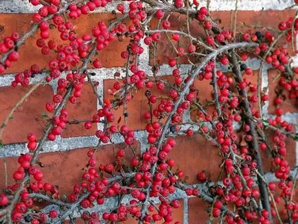 Cotoneaster reguli de bază orizontale de plantare și îngrijire