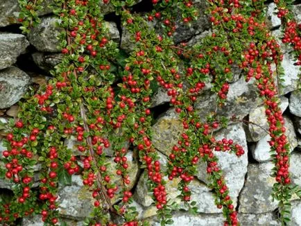 Cotoneaster reguli de bază orizontale de plantare și îngrijire