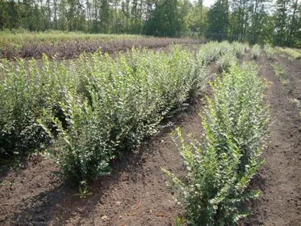 Cotoneaster reguli de bază orizontale de plantare și îngrijire